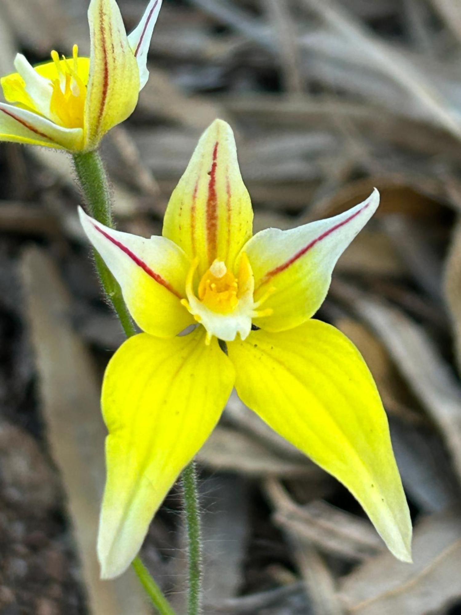 Yelverton Brook Conservation Sanctuary Metricup Eksteriør billede
